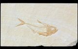 Diplomystus Fossil Fish - Wyoming #52719-1